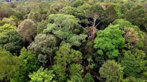 Borneo Rain Forest