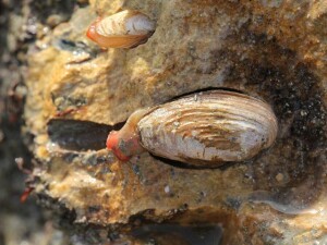 Hiatella Arctica