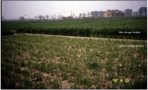 Effect of Nitrogen fertiliser of wheat