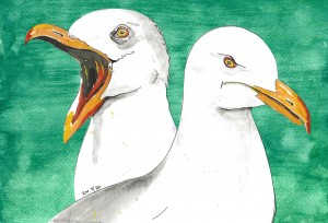 Seagulls 2
