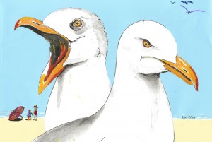 Seagulls
