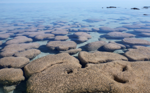 Shark Bay Stromatolites